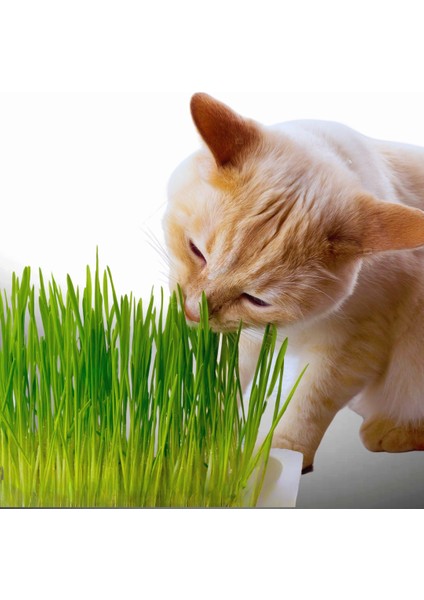 Doğal Kedi Çimi Yetiştirme Seti (Tüy Yumağı ) -
