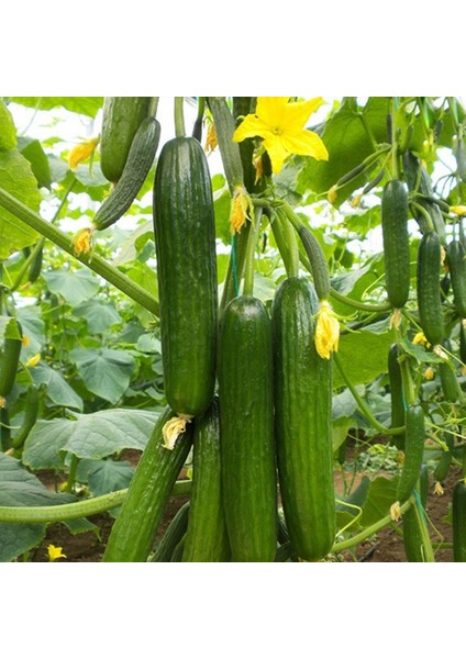 Sunagri Sırık Salatalık Tohumu - Hıyar Sırık - Açık Tarla ve Sera Için Yüksek Verimli modelleri