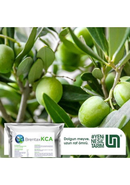 Brentaxkca modelleri