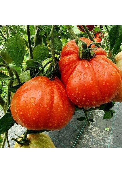 Rote Pear Etli Armut Domates Tohumu (15 Tohum) fiyatları