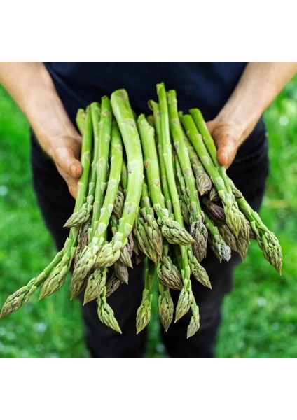 Ata Tohum Geleneksel Asparagus Kuşkonmaz Tohumu (20 Tohum)