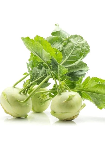 Ata Tohum Geleneksel Yeşil Kohlrabi(Alabaş) Tohumu (20 Tohum)