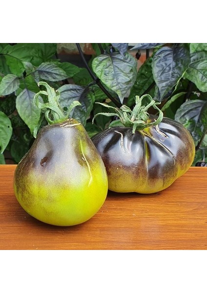 Alacalı Yeşil Flanders Contrast Domates Tohumu (15 Tohum)