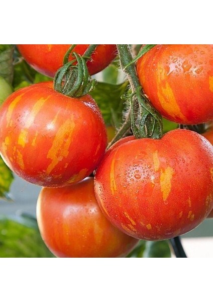 Alacalı Tigerella Domates Tohumu (15 Tohum)