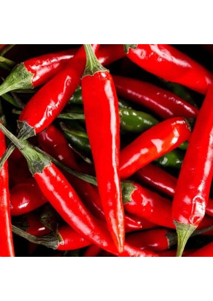 Ata Tohum Geleneksel Malagueta Chili Acı Biber Tohumu (10 Tohum)