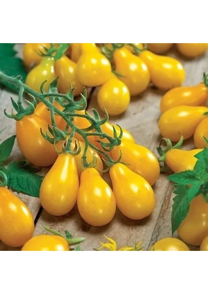 Sarı Ampul Domatesi Yellow Pear Domates Tohumu (15 Tohum)