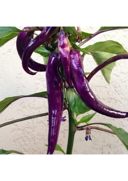 Long Thick Mor Ince Acı Biber Tohumu (15 Tohum)