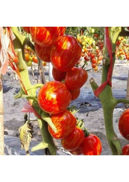 Etli Pink Zebra Domates Tohumu (15 Tohum)