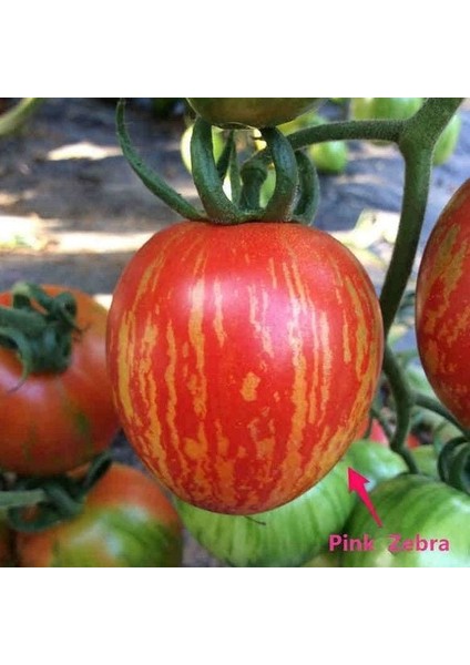 Etli Pink Zebra Domates Tohumu (15 Tohum) fiyatları