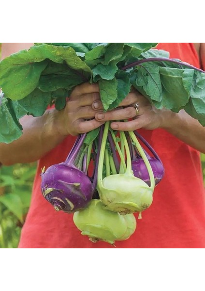 Ata Tohum Geleneksel Mixed Kohlrabi (Alabaş) Tohumu (15 Tohum)