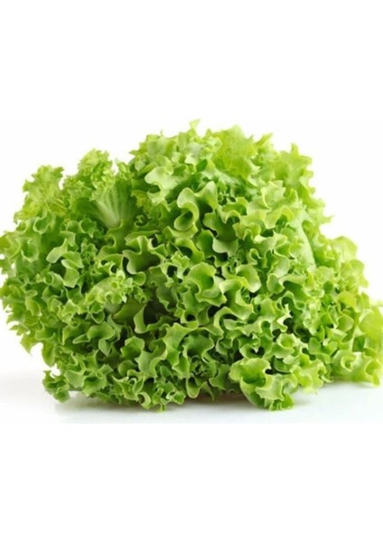 Geleneksel Soğuğa Dayanıklı Curly Kışlık Yeşil Kıvırcık Marul Tohumu (100TOHUM)