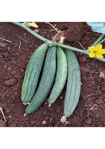 Black Kantarcı Acur Tohumu (50 Tohum)