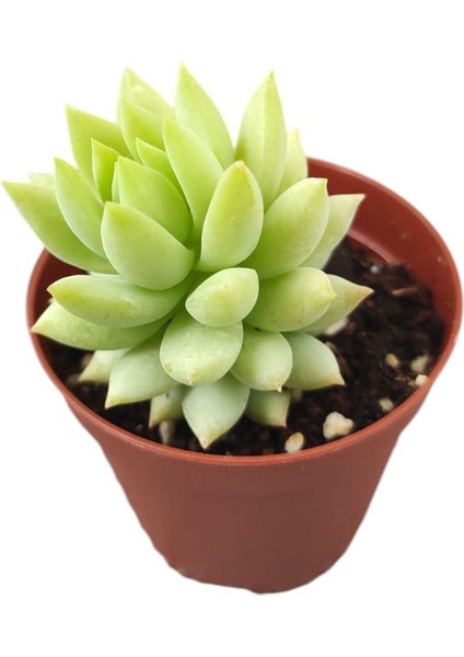 Eşek Kuyruğu Damkoruğu Sukulent / 5,5 cm Saksıda / Burro's Tail / Sedum Morganianum Succulent