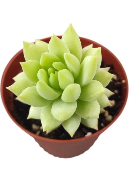 Eşek Kuyruğu Damkoruğu Sukulent / 5,5 cm Saksıda / Burro's Tail / Sedum Morganianum Succulent