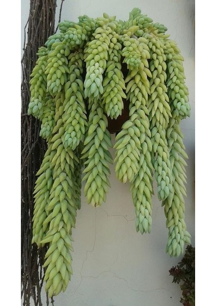 Eşek Kuyruğu Damkoruğu Sukulent / 5,5 cm Saksıda / Burro's Tail / Sedum Morganianum Succulent