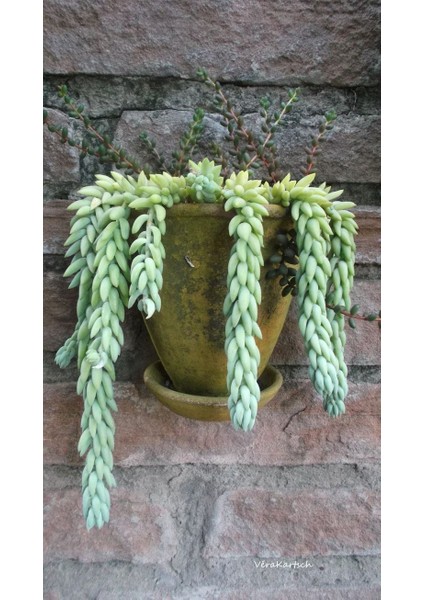 Eşek Kuyruğu Damkoruğu Sukulent / 5,5 cm Saksıda / Burro's Tail / Sedum Morganianum Succulent