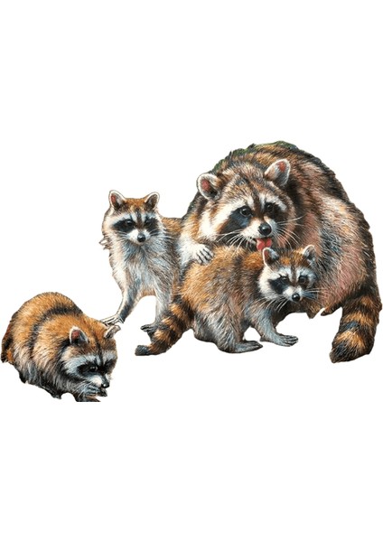 Huacan Numaraya Göre Boya Rakun Hayvan Duvar Sanatı Dıy Çerçeve Numaralara Göre Resim Akrilik Ev Dekorasyonu 75X60CM Renk: SZHC8-6987 / Boyut (Cm): 75X60CM Çerçeve Yok (Yurt Dışından)