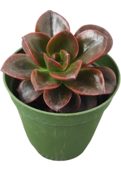 Pekmez Eçeverya Sukulent - 5,5 cm Saksıda - Echeveria Melaco Succulent