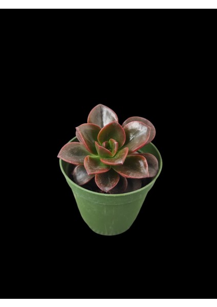 Pekmez Eçeverya Sukulent - 5,5 cm Saksıda - Echeveria Melaco Succulent