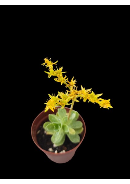 Sedum Palmeri Succulent - 5,5 cm Saksıda - Avuç İçi Palmer Damkoruğu Sukulent fiyatları