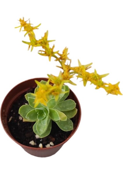 Sedum Palmeri Succulent - 5,5 cm Saksıda - Avuç İçi Palmer Damkoruğu Sukulent modelleri