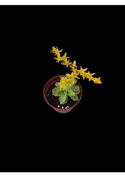 Sedum Palmeri Succulent - 5,5 cm Saksıda - Avuç İçi Palmer Damkoruğu Sukulent fırsatları