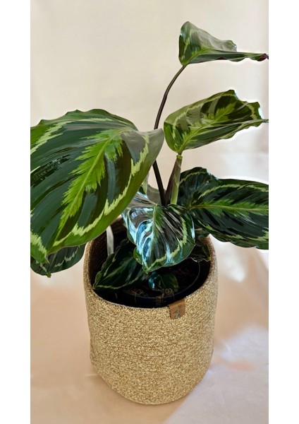 Calathea Medallion-Dua Çiçeği Salon-Ofis İç Mekan Bitkileri