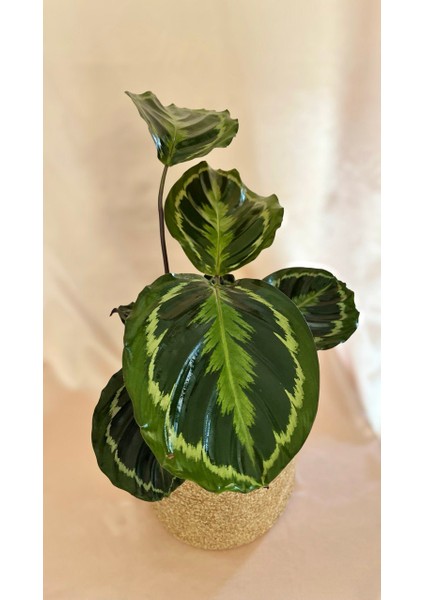 Calathea Medallion-Dua Çiçeği Salon-Ofis İç Mekan Bitkileri
