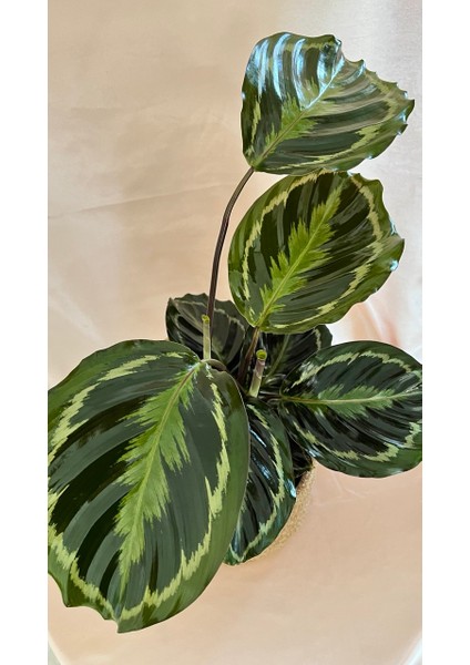 Calathea Medallion-Dua Çiçeği Salon-Ofis İç Mekan Bitkileri