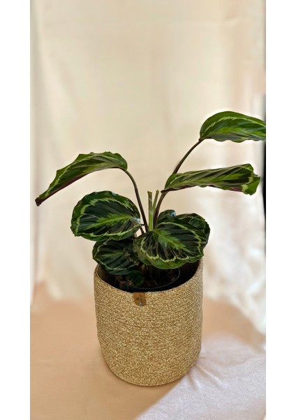 Calathea Medallion-Dua Çiçeği Salon-Ofis İç Mekan Bitkileri
