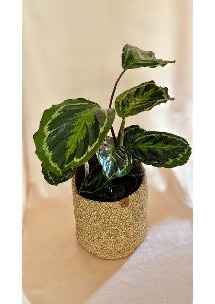 Calathea Medallion-Dua Çiçeği Salon-Ofis İç Mekan Bitkileri