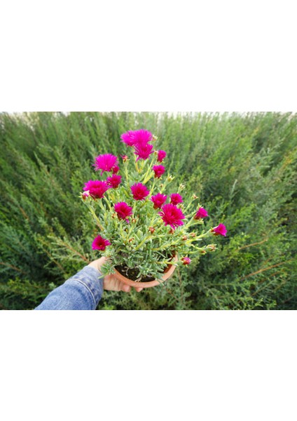 Izmir Güzeli 3 Adet - Pembe Çiçekli ve Çok Yıllık Bitki (Saksıda)