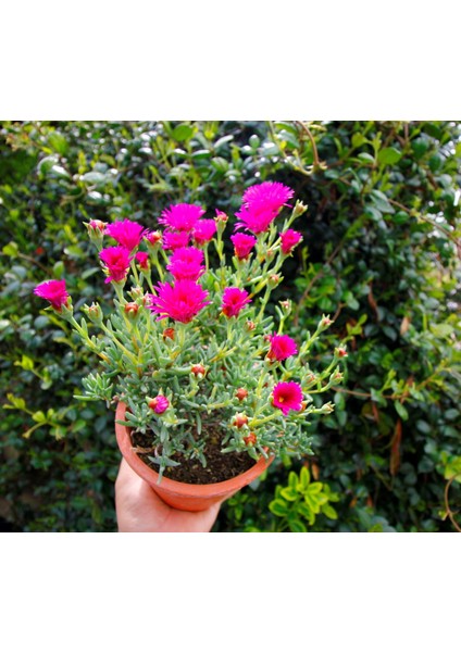 Izmir Güzeli 3 Adet - Pembe Çiçekli ve Çok Yıllık Bitki (Saksıda)