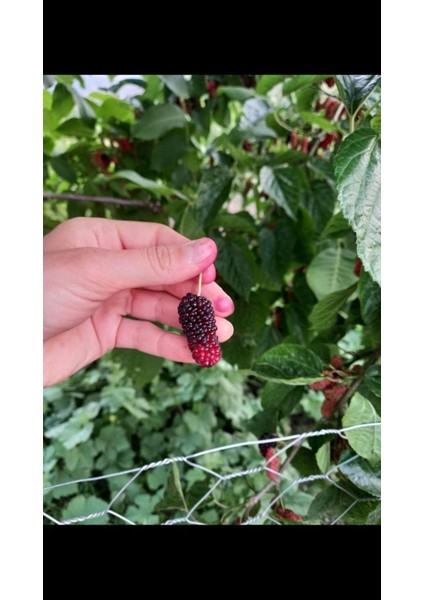 Aşılı Karadut Fidanı 2 Yaşında Tüplü 80 cm Üzeri Saksılı
