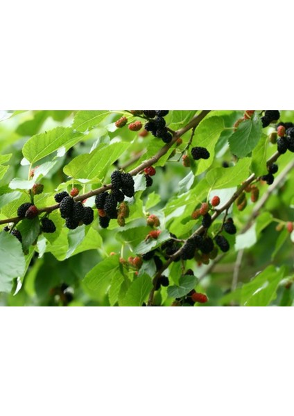 Aşılı Karadut Fidanı 2 Yaşında Tüplü 80 cm Üzeri Saksılı