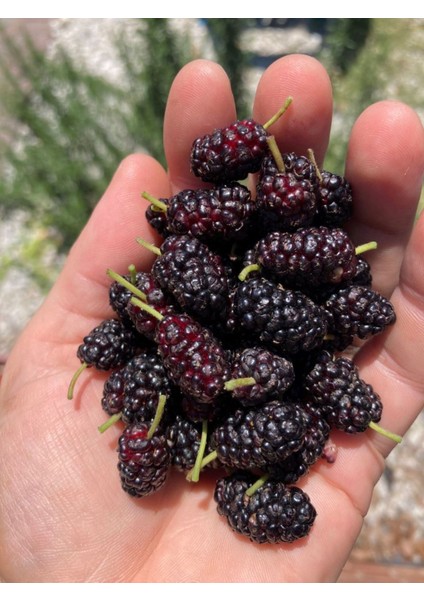 Aşılı Karadut Fidanı 2 Yaşında Tüplü 80 cm Üzeri Saksılı