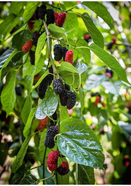 Aşılı Karadut Fidanı 2 Yaşında Tüplü 80 cm Üzeri Saksılı