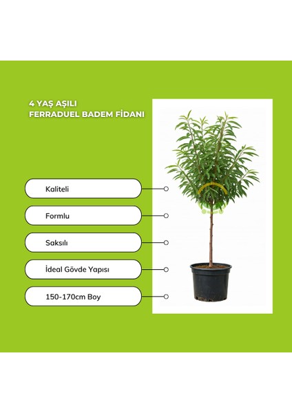 4 Yaş Aşılı Ferraduel Badem Fidanı modelleri