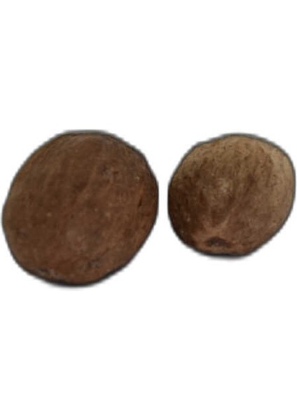 Hint Cevizi Muskat Küçük Hindistan Cevizi Doğal 10 gr Paket