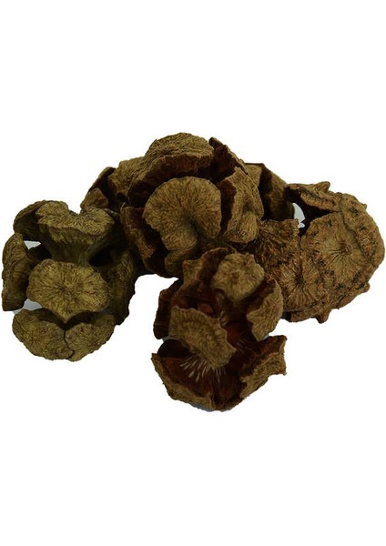 Selvi Kozalağı Doğal 100 gr Paket