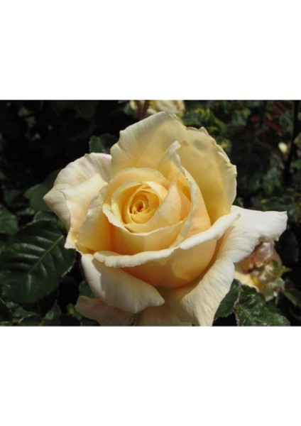 Gülfem Hatun Gül Fidanı Krem Beyazı Gül Fidan Yediveren Sarmaşık