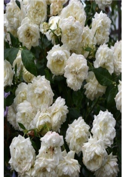 Gülfem Hatun Gül Fidanı Krem Beyazı Gül Fidan Yediveren Sarmaşık fiyatları