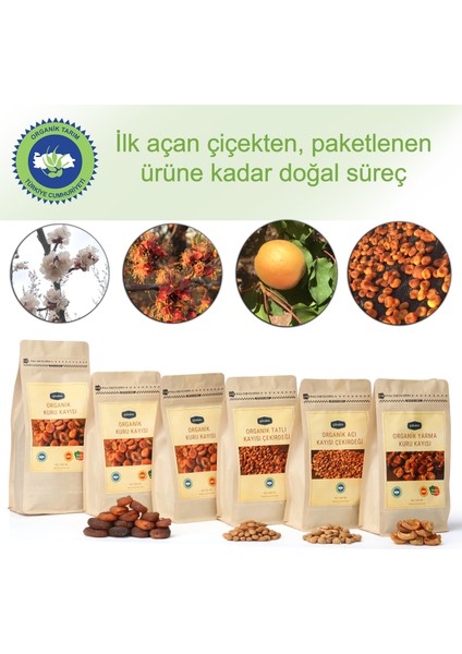 Kuru Kayısı