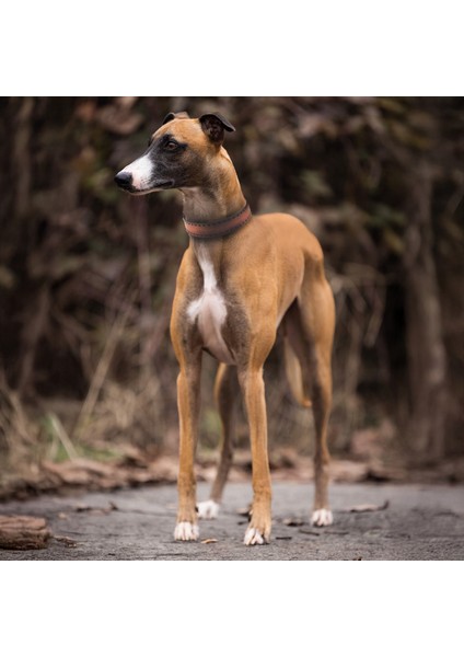 El İşçiliği Hakiki Deri Köpek Tasması