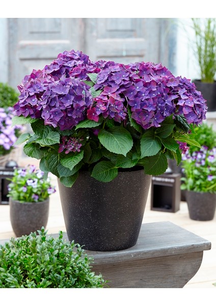 Ortanca – Hydrangea Macrophylla 20-40cm -Mor