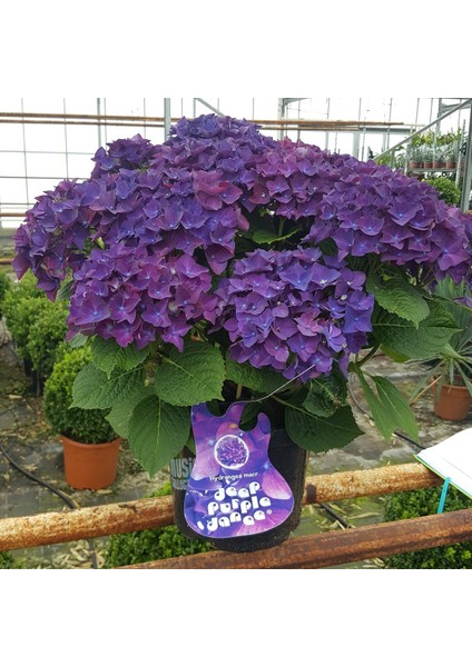 Ortanca – Hydrangea Macrophylla 20-40cm -Mor