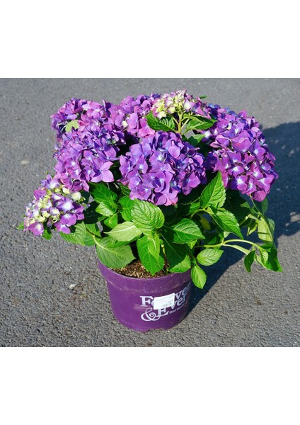 Ortanca – Hydrangea Macrophylla 20-40cm -Mor