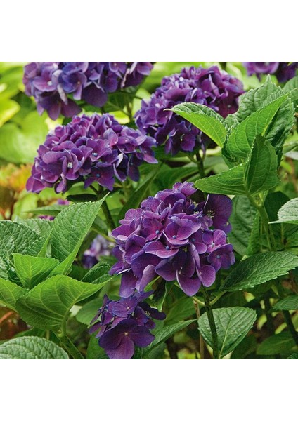 Ortanca – Hydrangea Macrophylla 20-40cm -Mor