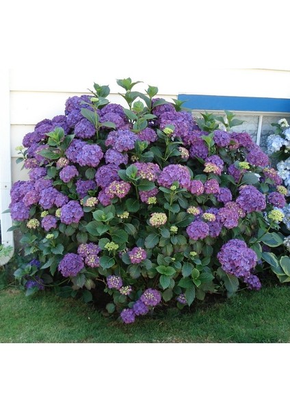 Ortanca – Hydrangea Macrophylla 20-40cm -Mor