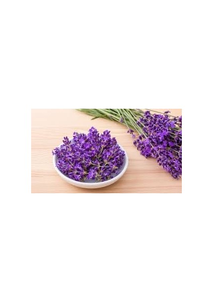 Saksılı Tıbbi Lavanta Lavandula Angustifolia Sevtopolis 2'li